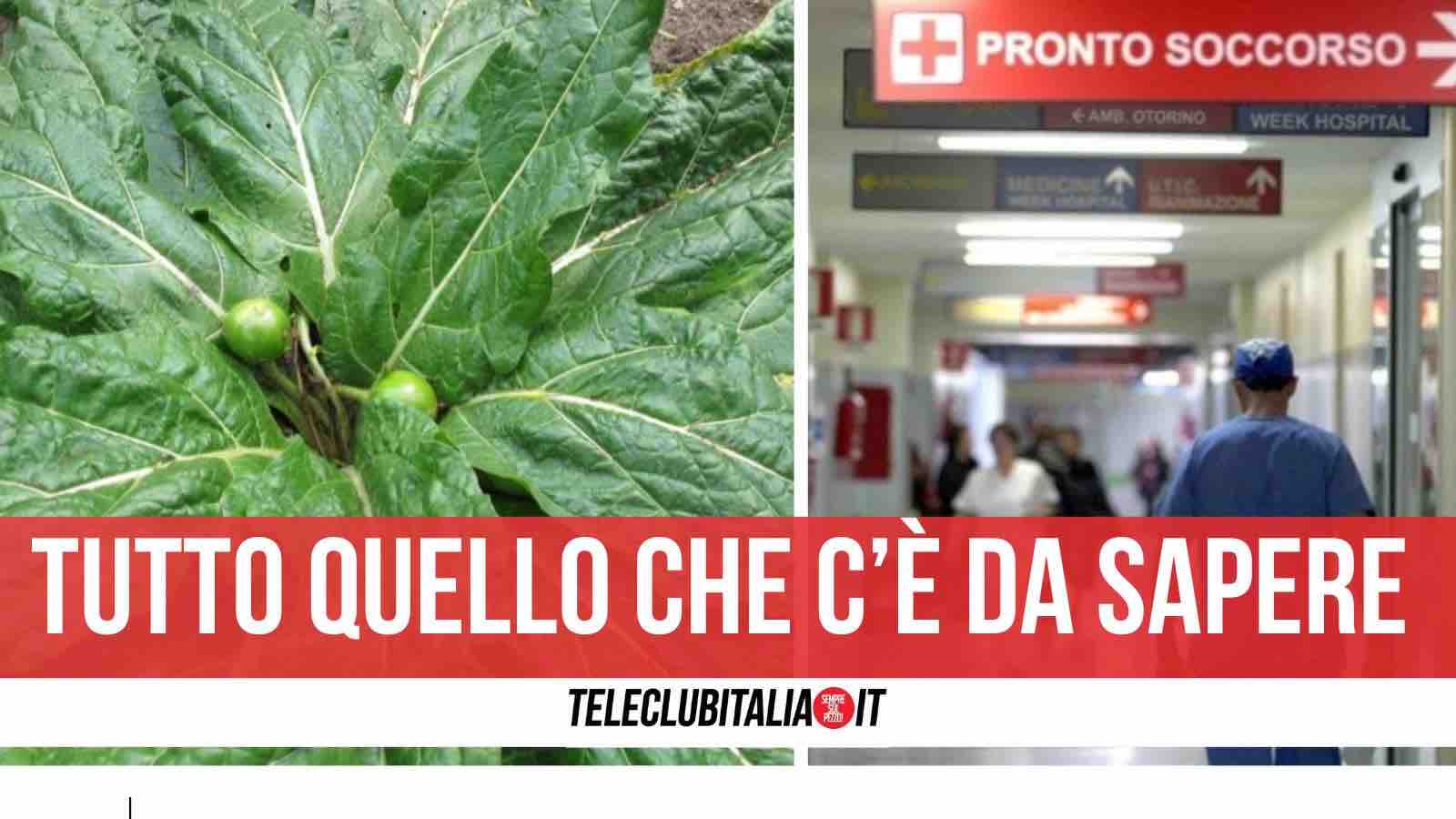 cos'è la mandragora sintomi tossico