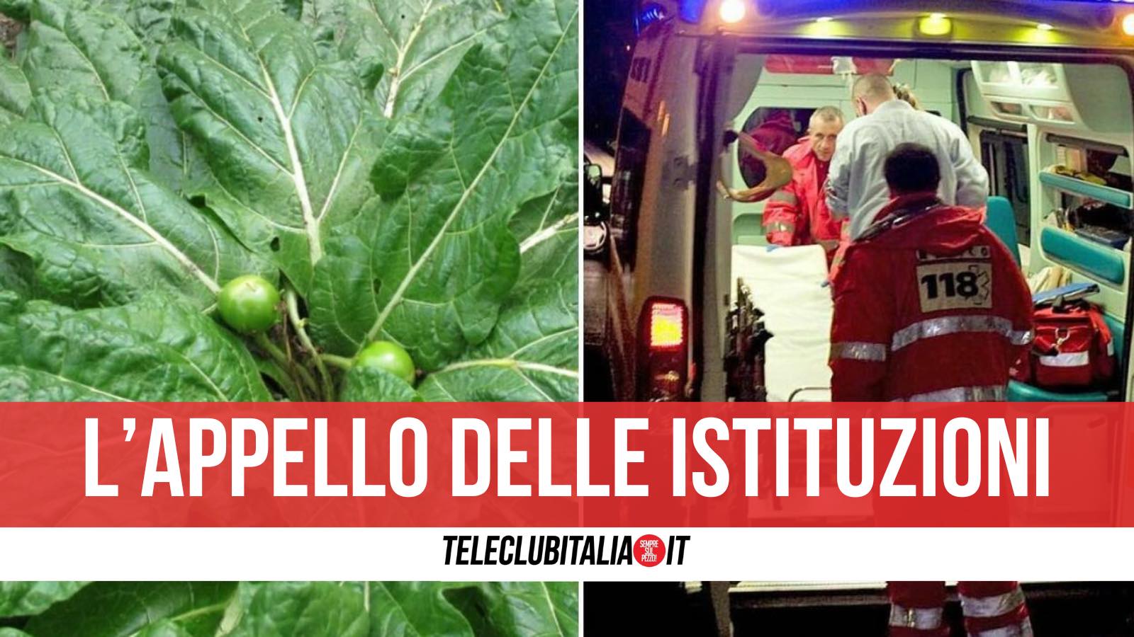 emergenza mandragora appello sindaco pozzuoli