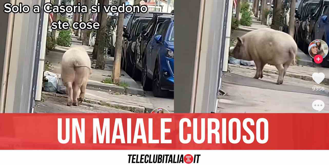 Casoria, c'è un maiale che gira in strada: il video diventa virale