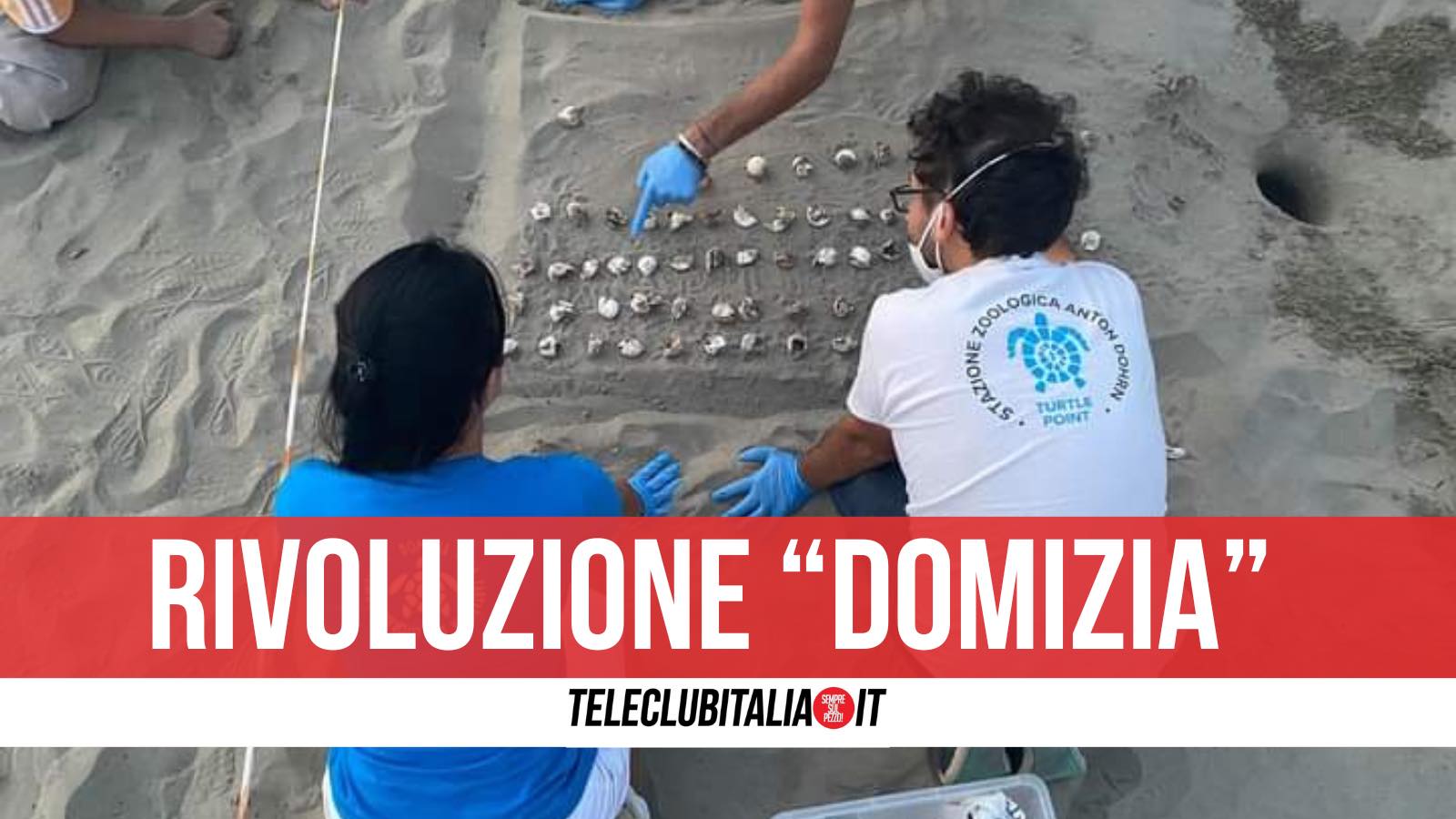 tartarughe litorale domizio tartarughe litorale domizio