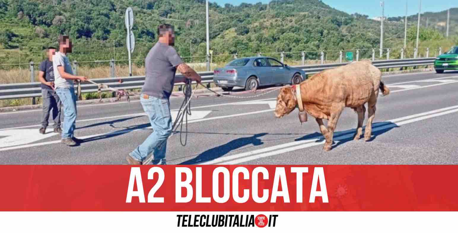 Campania, mucca a spasso in autostrada: traffico in tilt a Ferragosto
