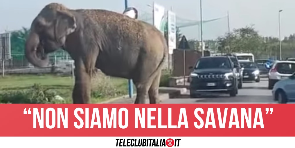 Afragola, elefante passeggia in strada nel centro città