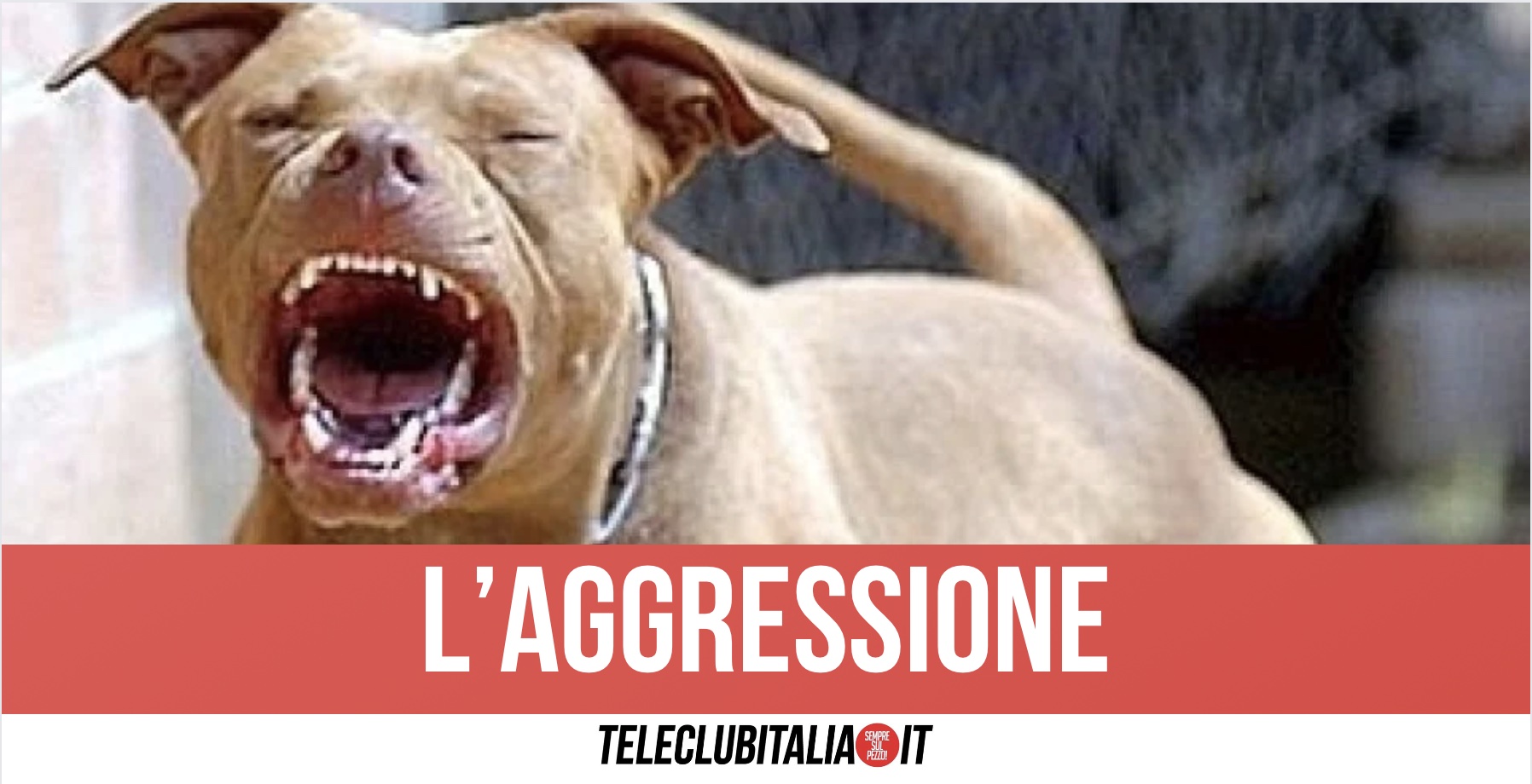 Licola, donna azzannata in strada da pitbull: 96 punti di sutura alle braccia