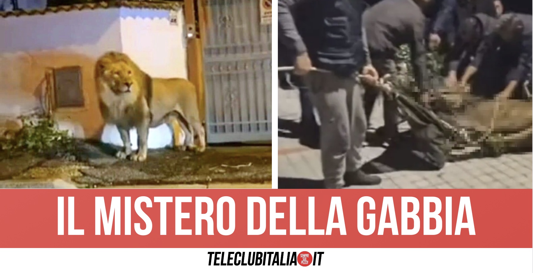 Leone scappa dal circo e terrorizza Ladispoli: catturato dopo sette ore