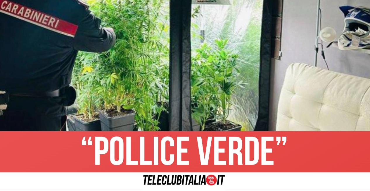 Piantagione di marijuana in camera da letto, 23enne arrestato a Vitulazio