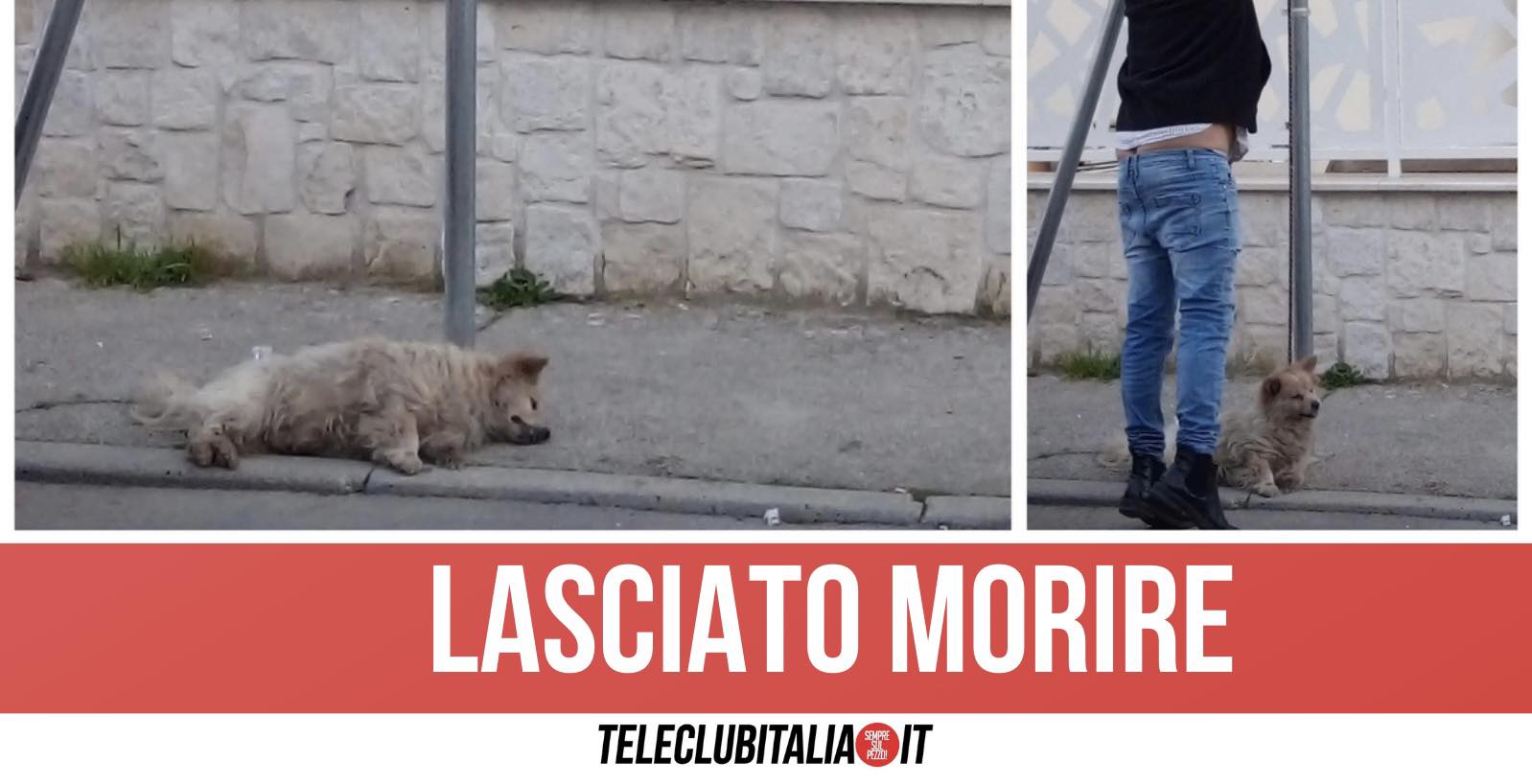 Gricignano Aversa Cane Abbandonato Morto