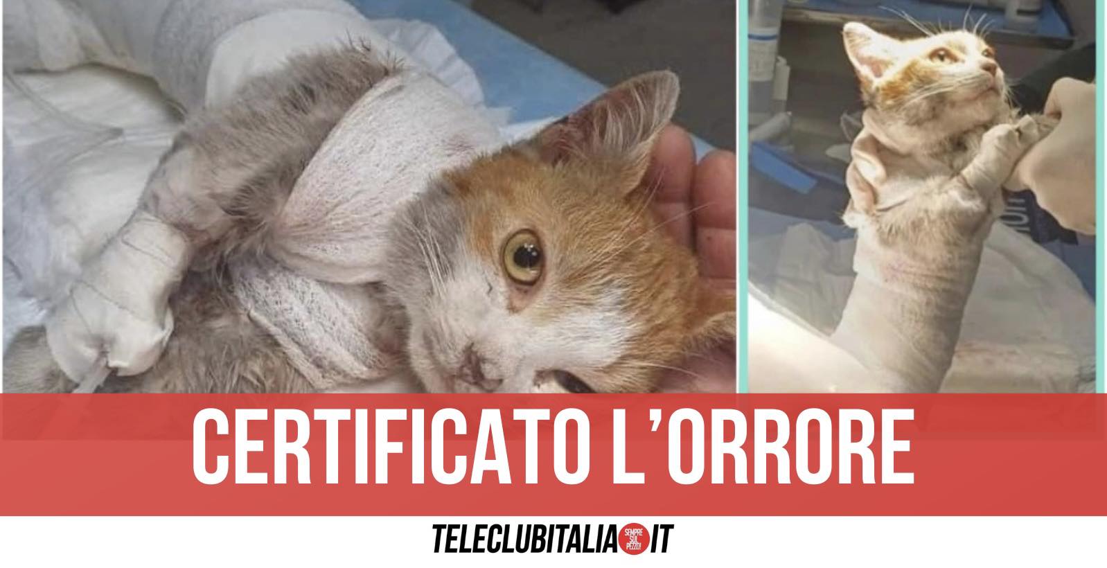 leone autopsia scuoiato vivo