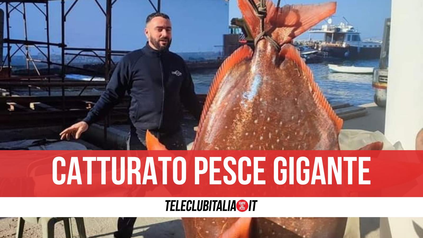 Pesce Re Procida 48 Chili