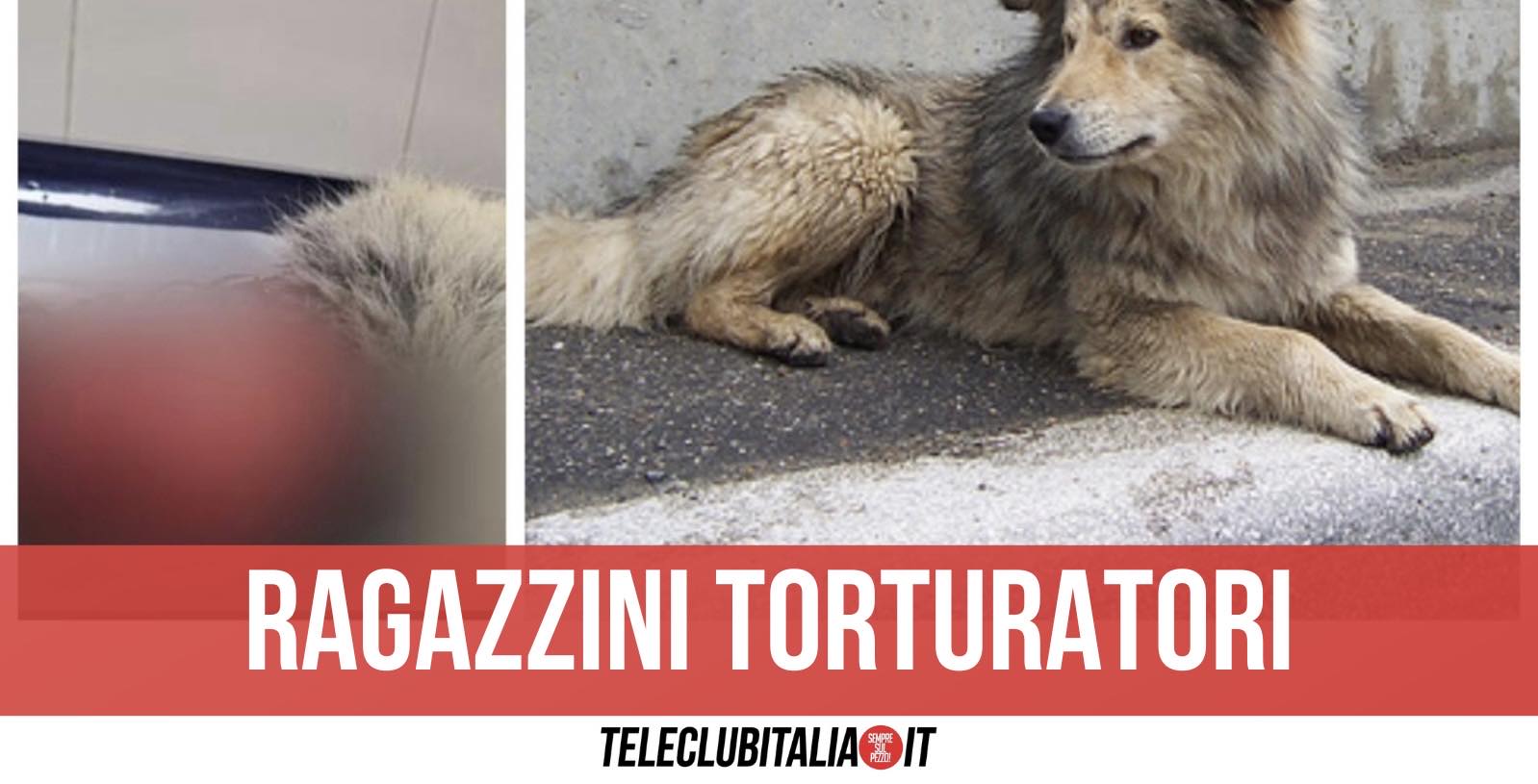 Napoli, scuoiano vivo un cane e lo seviziano col coltello: ragazzini fermati da volontaria