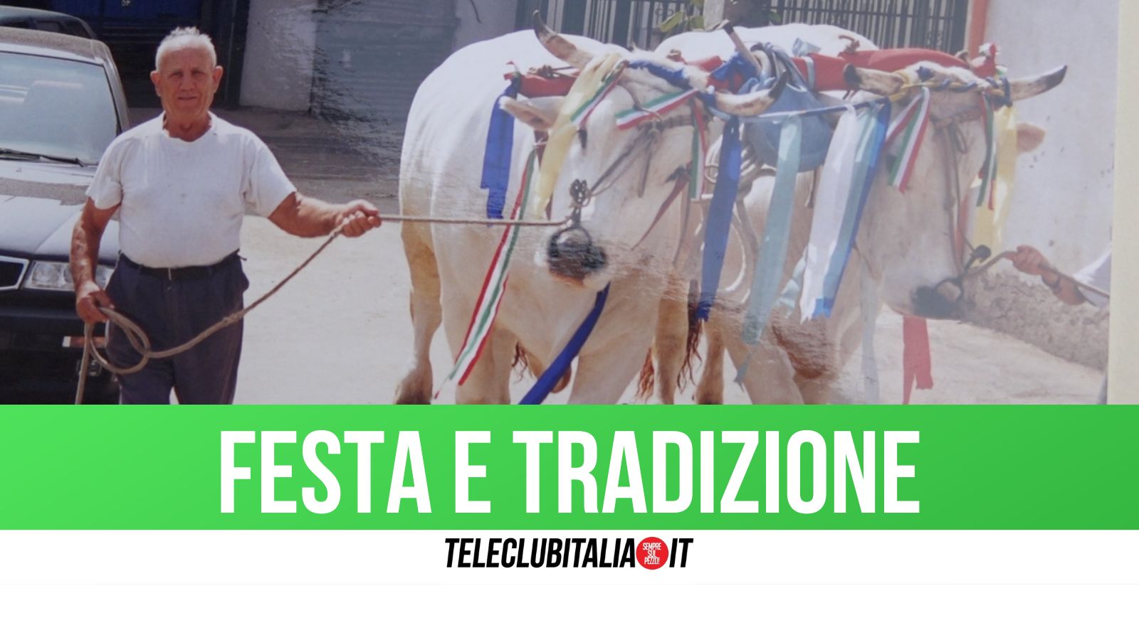 Madonna della Pace, i buoi in processione: la storia raccontata dalla famiglia Guarino 'parrucchianielli'