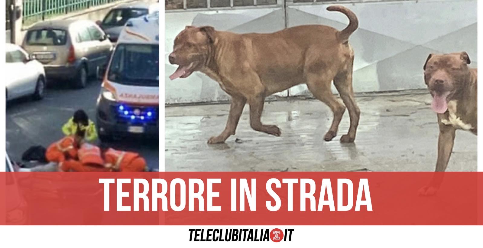 San Giorgio a Cremano, anziano azzannato da due pitbull senza guinzaglio: finisce in ospedale