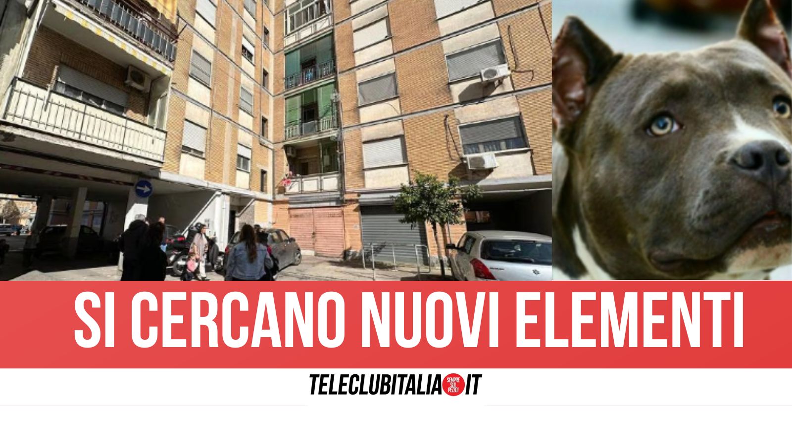 Acerra piccola da Teleclubitalia.it acerra la piccola giulia uccisa dal pitbull la scientifica torna nell appartamento