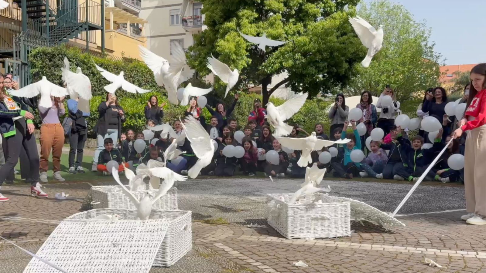 Volo Colombe 2