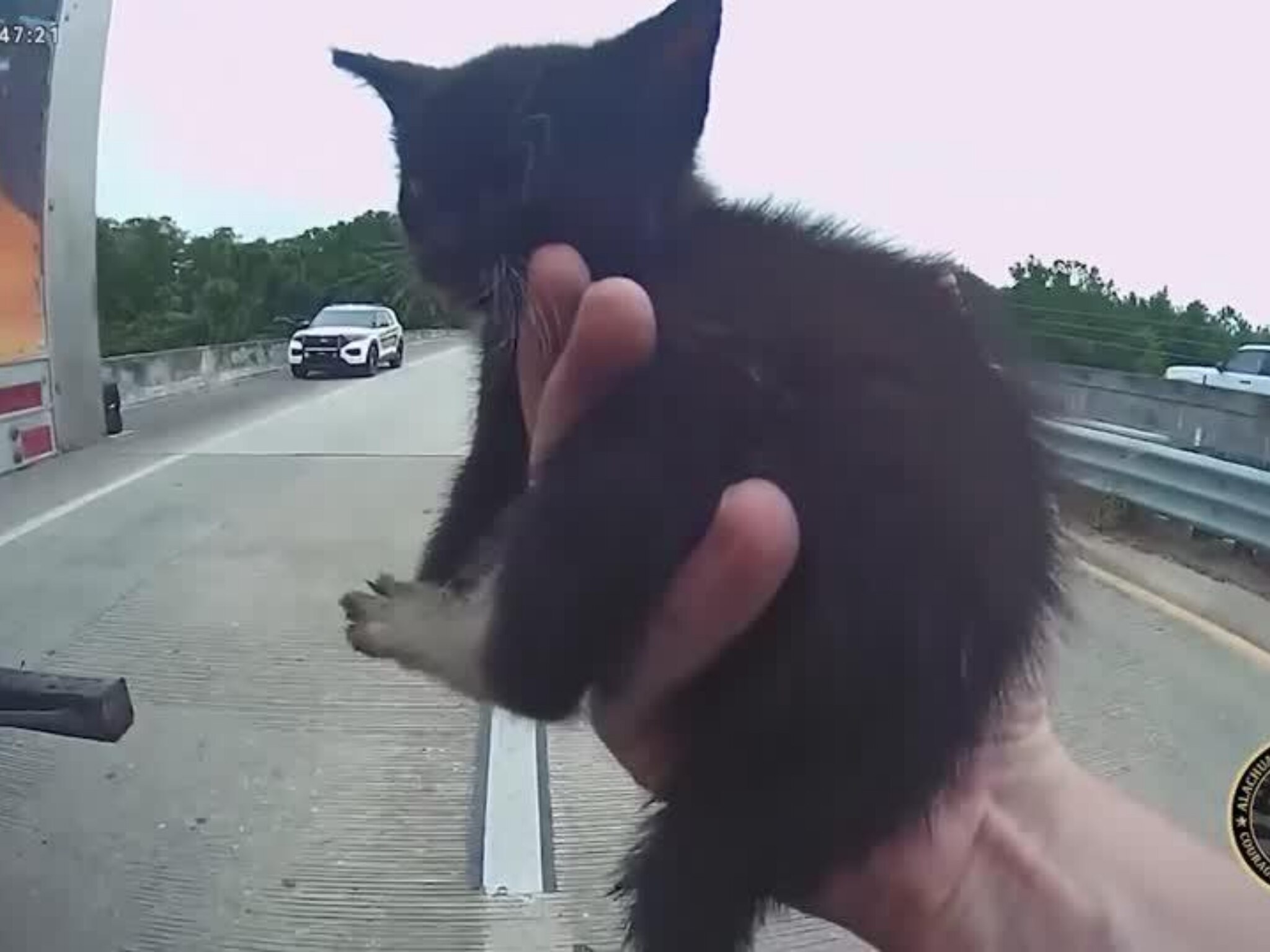 Gattino Lanciato Da Auto A16 Denunciata 30enne