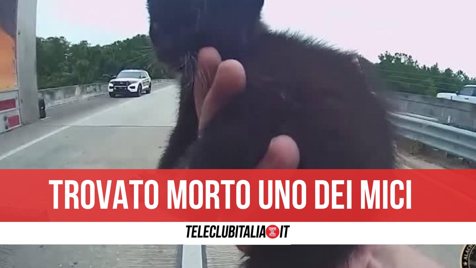 lancia gattini dall auto in corsa sull autostrada napoliavellino denunciata 30enne da Teleclubitalia.it lancia gattini dall auto in corsa sull autostrada napoliavellino denunciata 30enne