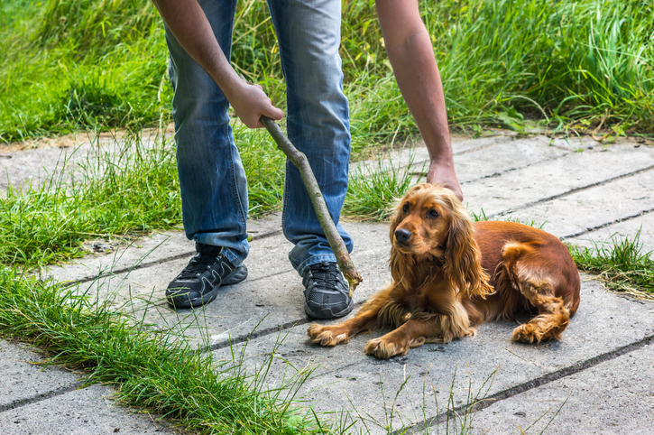 Sevizia Il Cane Vairano Patenora Divieto Di Dimora