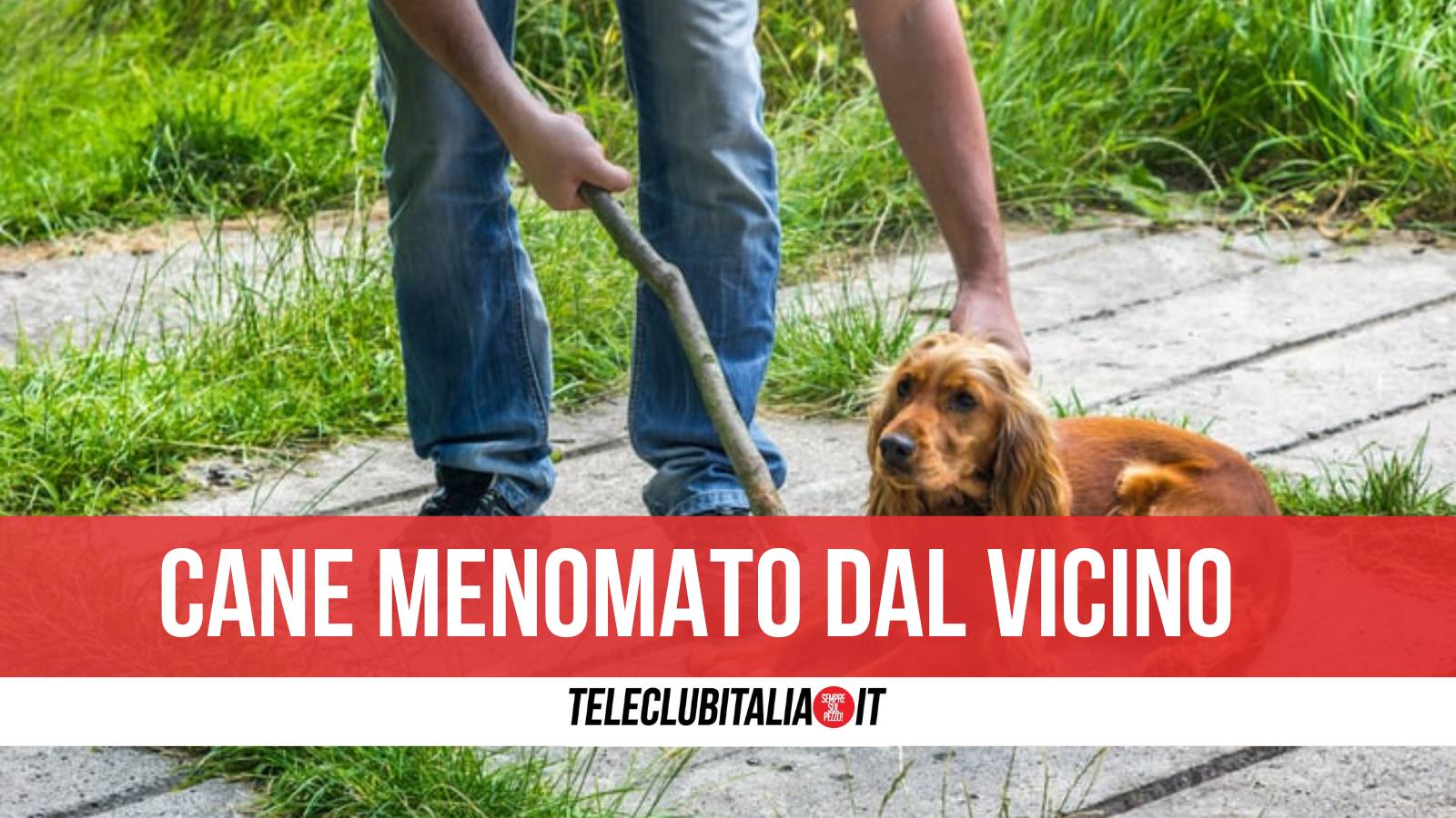 Vairano Patenora, sevizia il cane per fare un dispetto ai vicini: scatta il divieto di dimora Vairano Patenora, sevizia il cane per fare un dispetto ai vicini: scatta il divieto di dimora