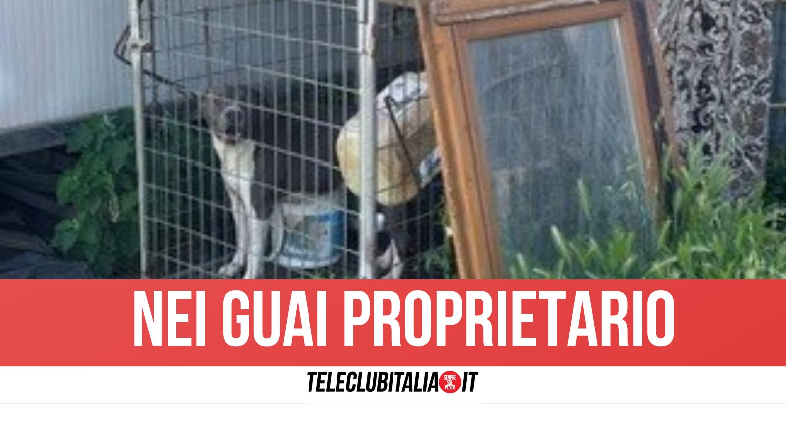 gricignano di aversa nairobi chiusa in gabbia e con bocca incastrata nella rete salvata dai carabinieri