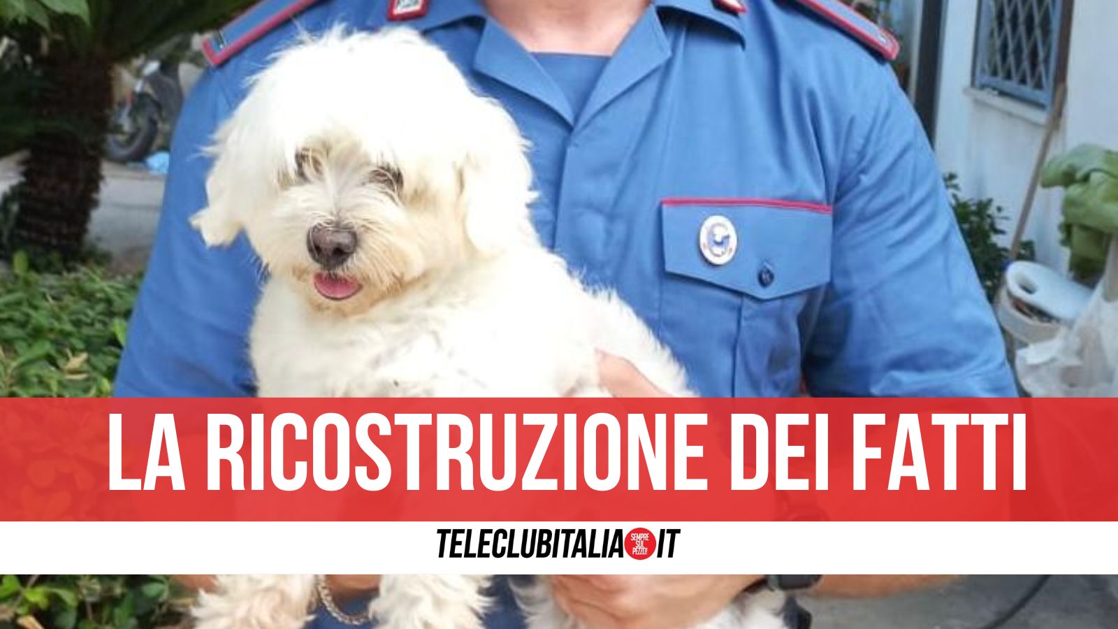 Giugliano. Il rapimento del cane, l’estorsione e l’accordo tra padre e figlio per dividersi il bottino Giugliano. Il rapimento del cane, l’estorsione e l’accordo tra padre e figlio per dividersi il bottino