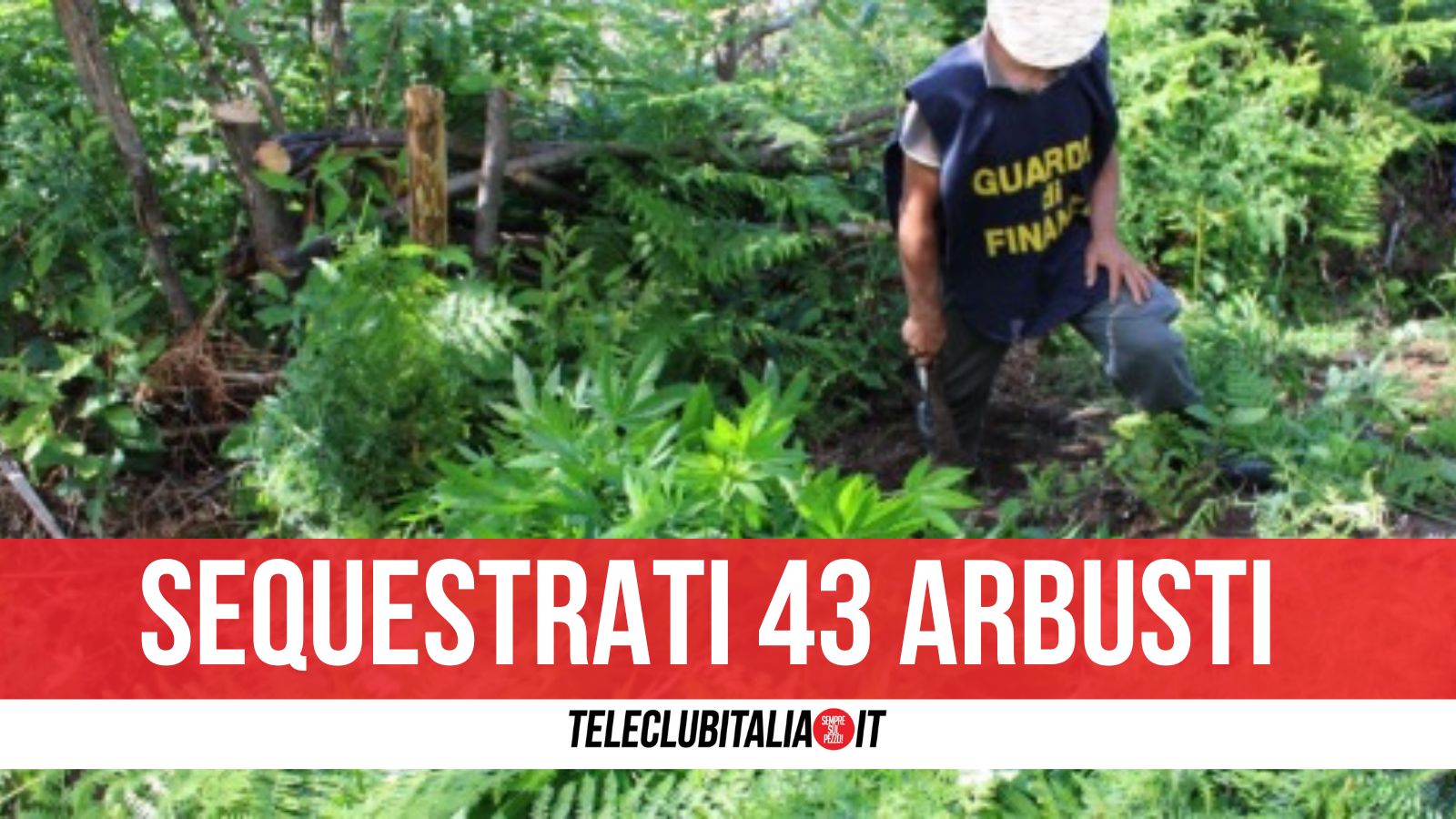 Operazione antidroga sui Monti Lattari: scoperte e sequestrate due piantagioni di cannabis mimetizzate nella boscaglia Operazione antidroga sui Monti Lattari: scoperte e sequestrate due piantagioni di cannabis mimetizzate nella boscaglia