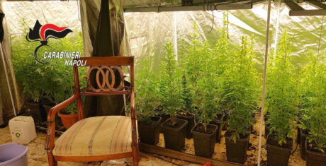 Maxi-serra di marijuana scoperta a Marano: arrestato 63enne, sequestrate 98 piante