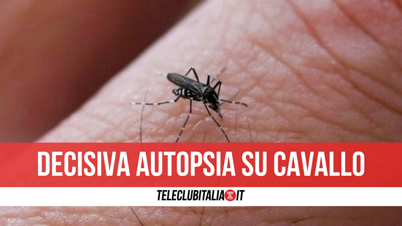virus west nile confermata la presenza anche a castel volturno in uccelli e cavalli