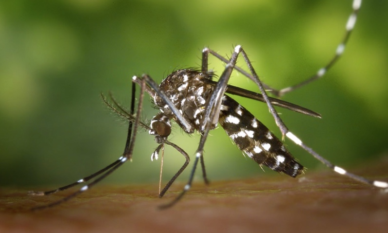 Allarme West Nile nell' agro aversano: tre casi gravi: uno dimesso dal Moscati