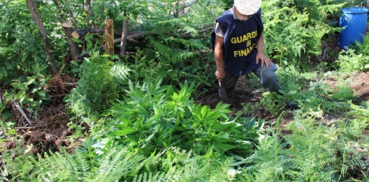 Operazione antidroga sui Monti Lattari: scoperte e sequestrate due piantagioni di cannabis mimetizzate nella boscaglia
