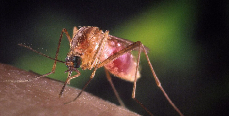 Virus West Nile in Campania, aumentano i casi: 9 ricoveri tra Napoli e Caserta