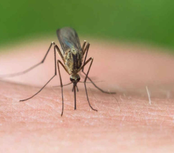 West Nile, primo decesso in Campania: vittima un anziano con patologie pregresse