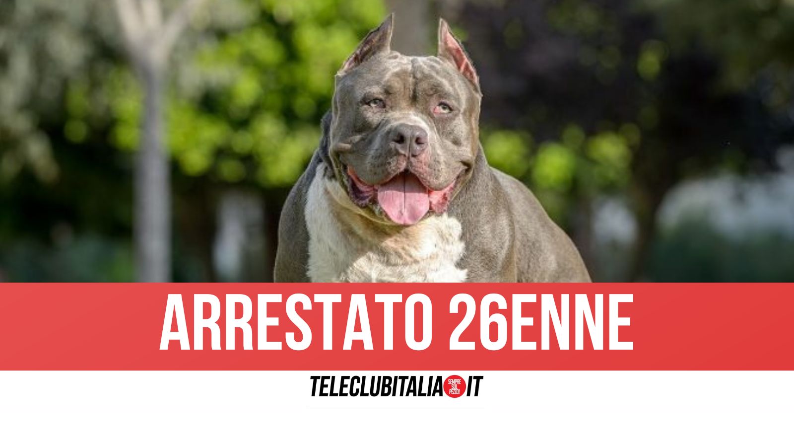 casoria evade dai domiciliari e aizza i pitbull contro i carabinieri azzannato dal suo cane