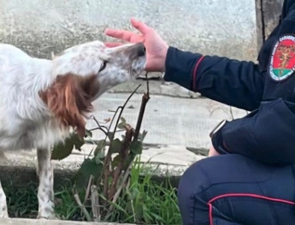 Avellino, tre cani trovati morti in un box: denunciati i proprietari