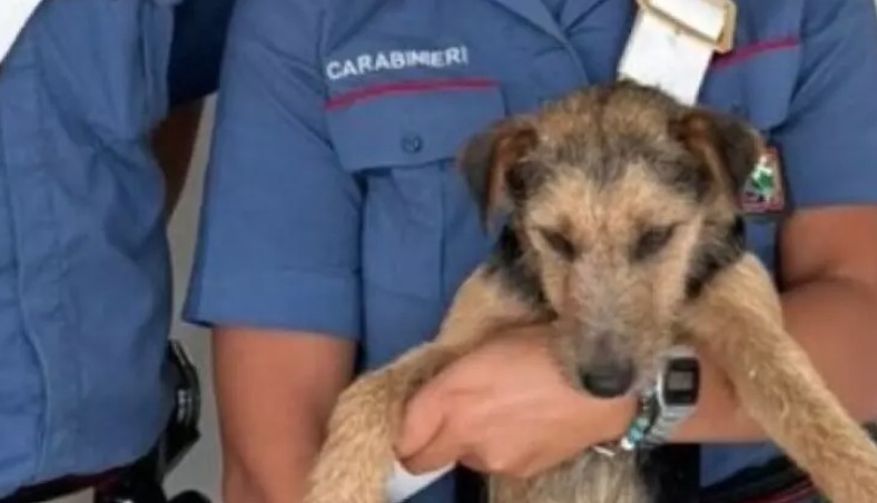 Cani legati, denutriti, senza riparo: due padroni denunciati per maltrattamenti nel napoletano