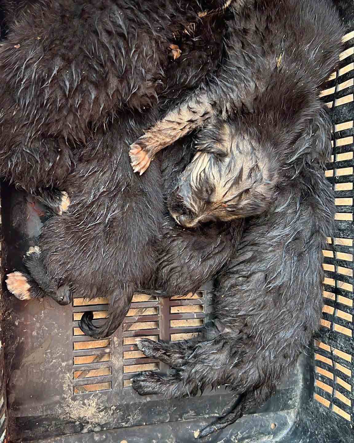 varcaturo cinque cuccioli abbandonati in strada salvati da passante e volontari