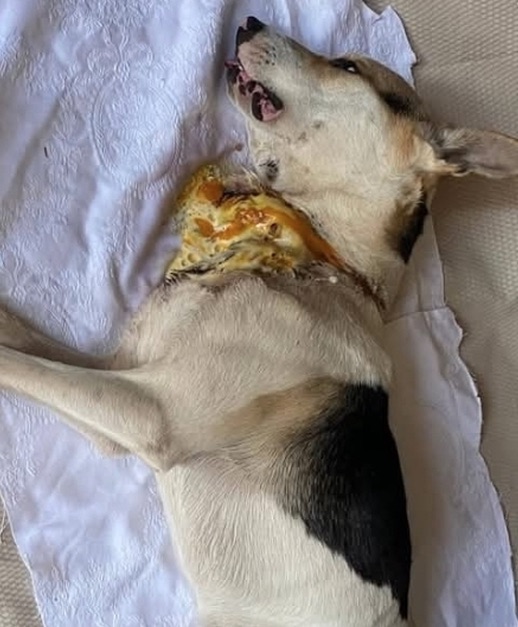 Giugliano, cane trovato con una catena conficcata nel collo: salvato dai volontari