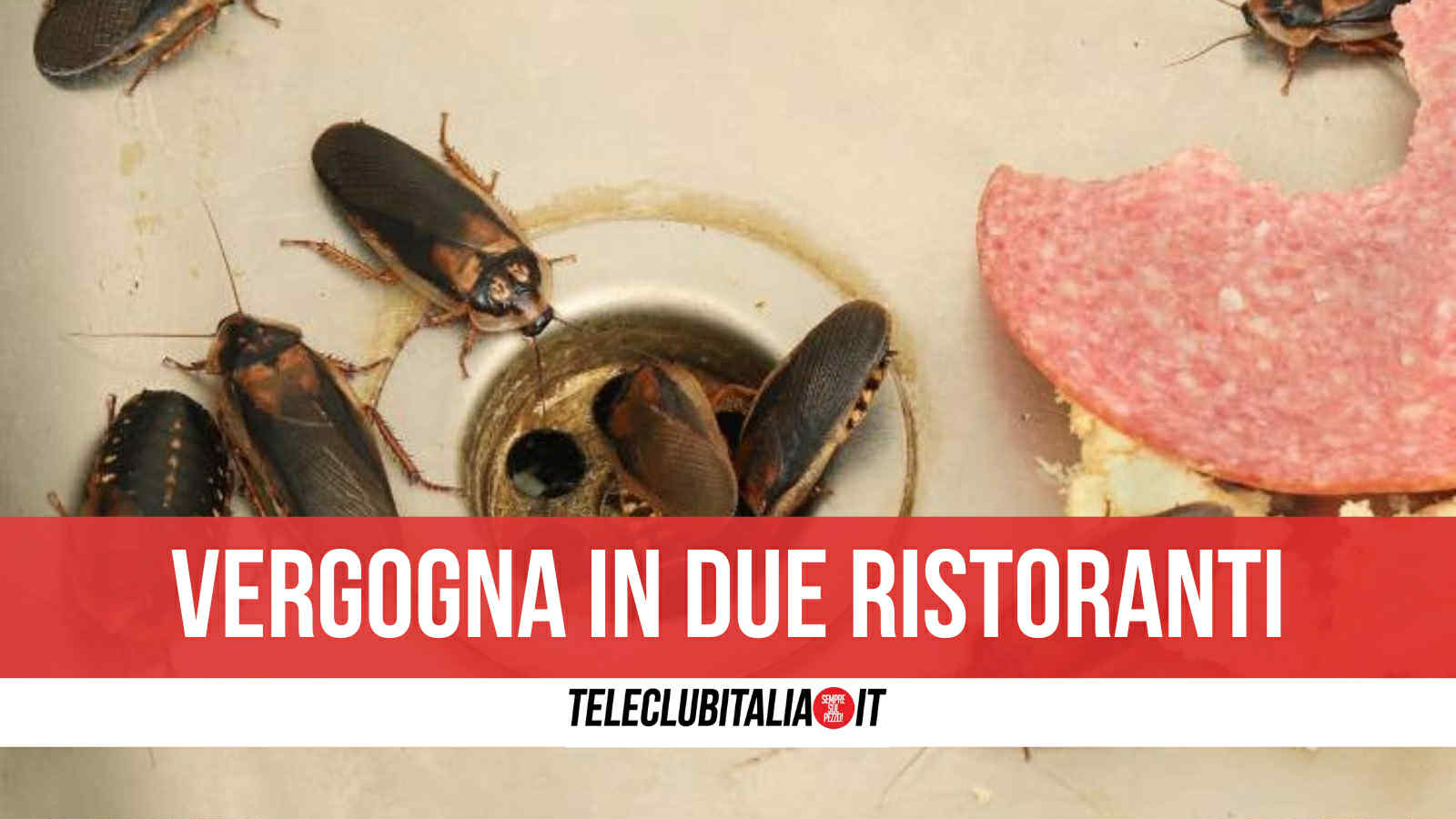napoli blitz in due ristoranti del lungomare trovate blatte e insetti infestanti scatta chiusura