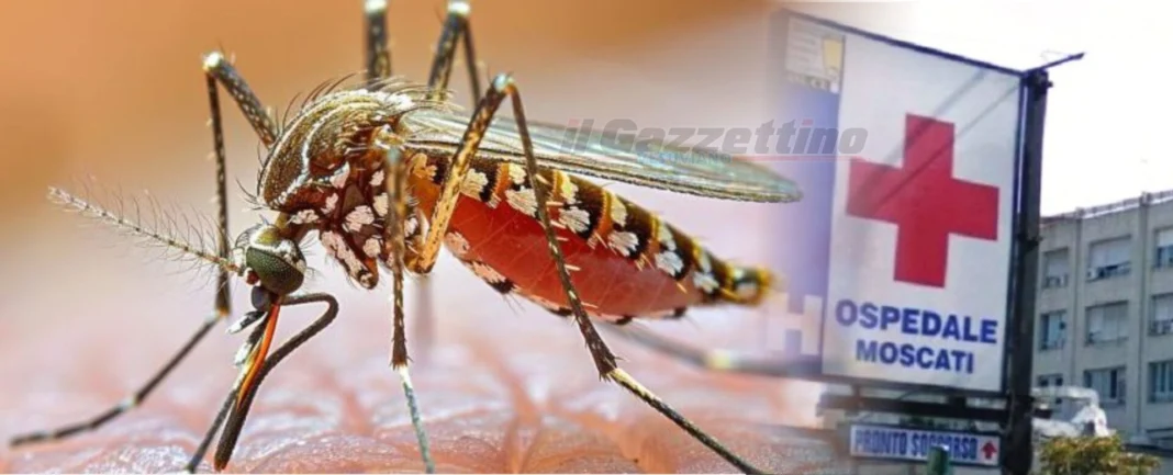 west nile muore un 79enne di teverola aveva contratto il virus a mondragone