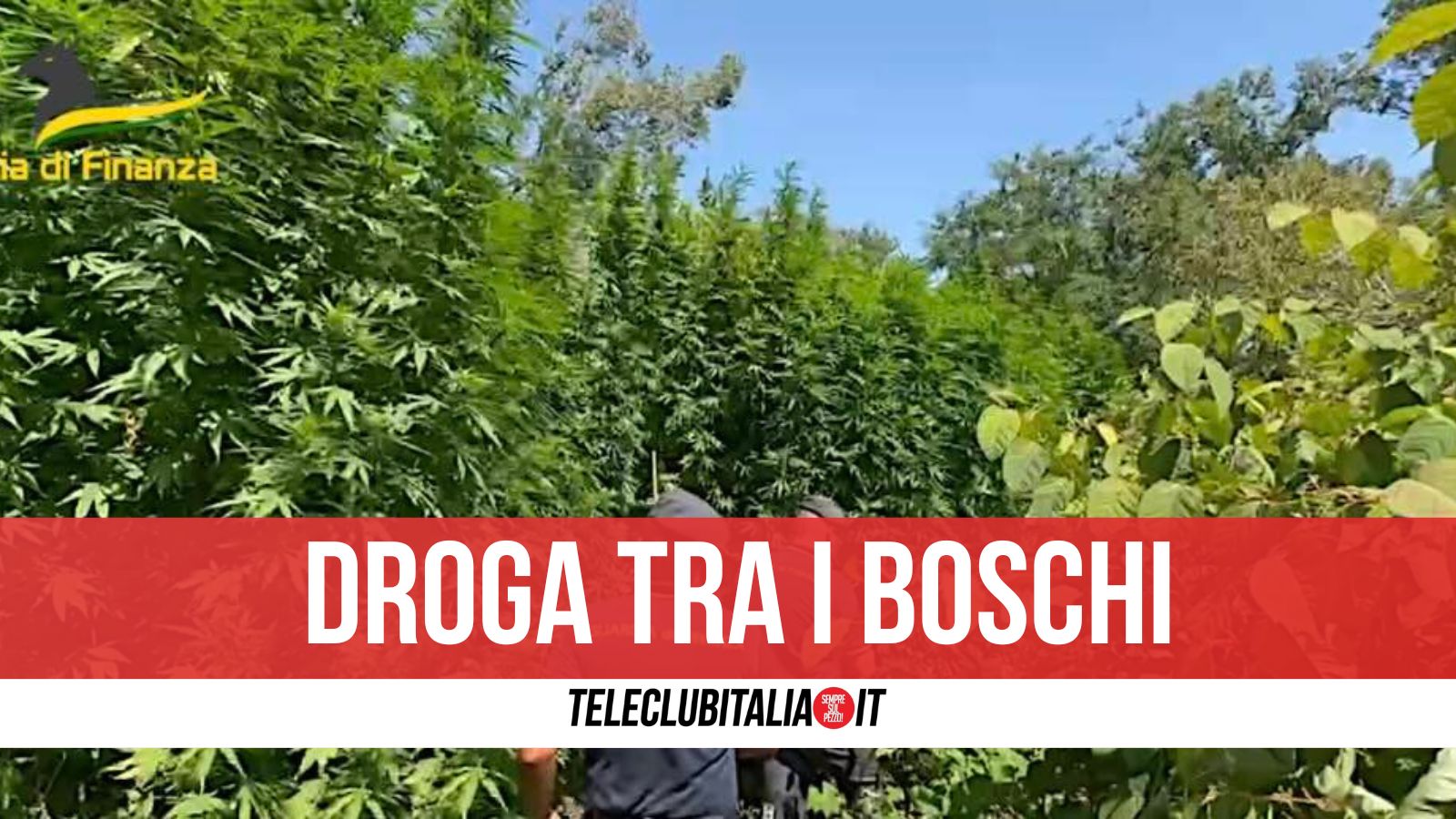 Avellino, Guardia di Finanza smantella coltivazione di marijuana: sequestro da 80mila euro