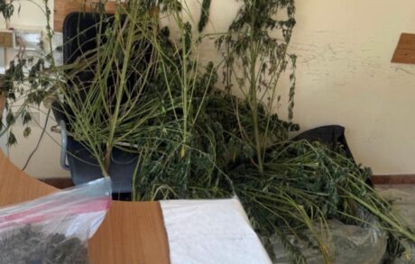 Sorrento, piantagione di marijuana scoperta in un terreno agricolo: arrestato 40enne