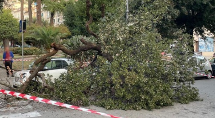 Salerno, albero crolla su un’auto in sosta: tragedia sfiorata in piazza Matteo Luciani