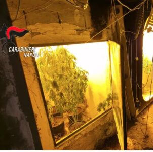 Sant’Antimo, la serra segreta dietro la cucina: sequestrati 5 chili di droga
