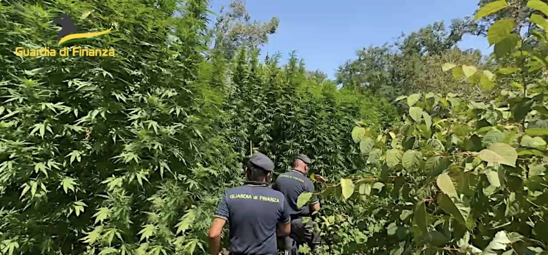Avellino, Guardia di Finanza smantella coltivazione di marijuana: sequestro da 80mila euro