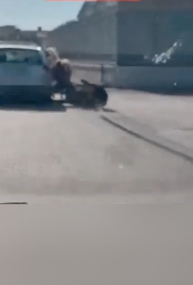 Arzano, cavallo legato a un’auto: cade e viene trascinato per metri. Due denunciati Arzano, cavallo legato a un’auto: cade e viene trascinato per metri. Due denunciati