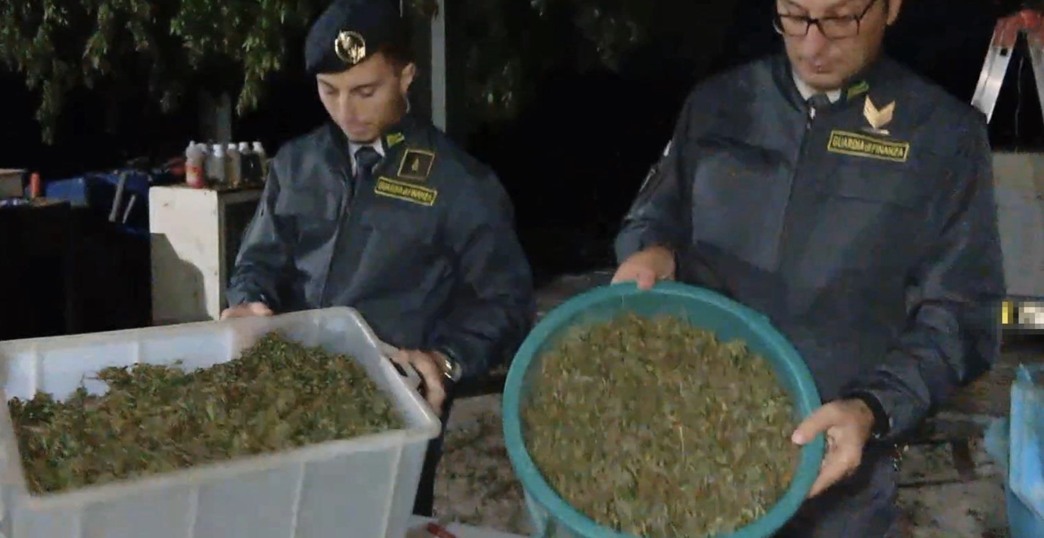 Scoperta “fabbrica” di marijuana sui Monti Lattari: sequestrata oltre una tonnellata di cannabis