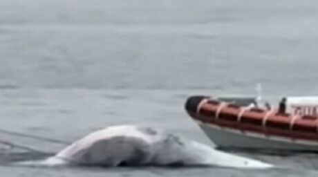 Balenottera morta nel porto di Napoli: il cetaceo trovato senza vita dopo giorni di avvistamenti