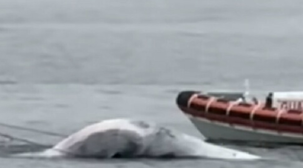Balenottera morta nel porto di Napoli: il cetaceo trovato senza vita dopo giorni di avvistamenti