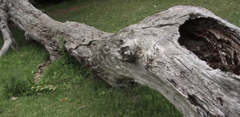 Tragedia a Quarto, 84enne muore schiacciato da un albero mentre fa legna