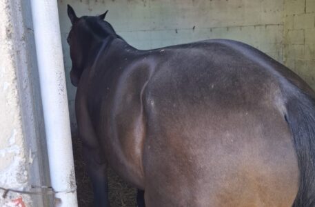 Terra dei Fuochi, maxi operazione a Sant’Antimo: sequestrata area di 3.000 mq con rifiuti e stalle abusive