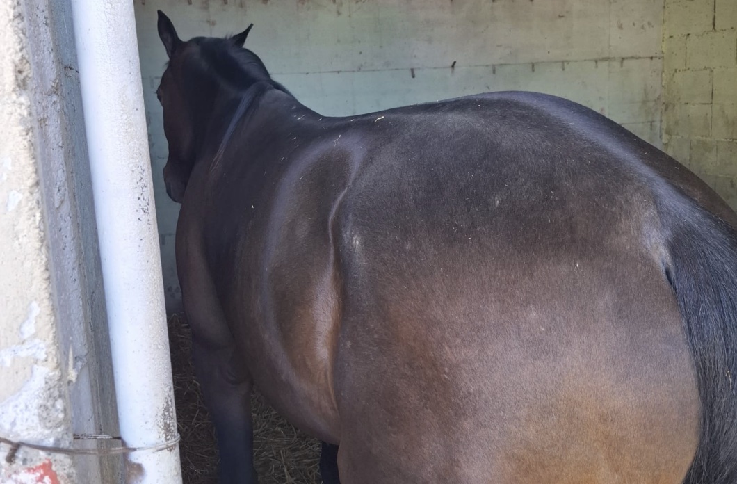 Terra dei Fuochi, maxi operazione a Sant’Antimo: sequestrata area di 3.000 mq con rifiuti e stalle abusive