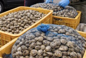 Torre del Greco: epatite A, carabinieri denunciano 73enne. In auto 25 kg di vongole veraci senza tracciabilità